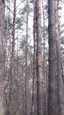 Çam ormanındaki ağaçların dikey videosu, yavaş çekim.