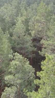 Çam ormanındaki ağaçların dikey videosu, yavaş çekim.