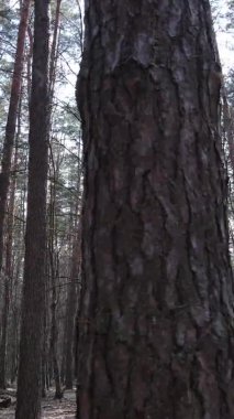 Çam ormanındaki ağaçların dikey videosu, yavaş çekim.