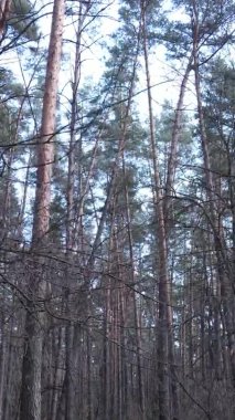 Çam ormanındaki ağaçların dikey videosu, yavaş çekim.