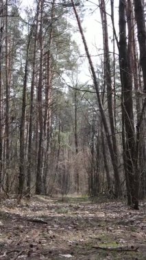 Çam ormanındaki ağaçların dikey videosu, yavaş çekim.