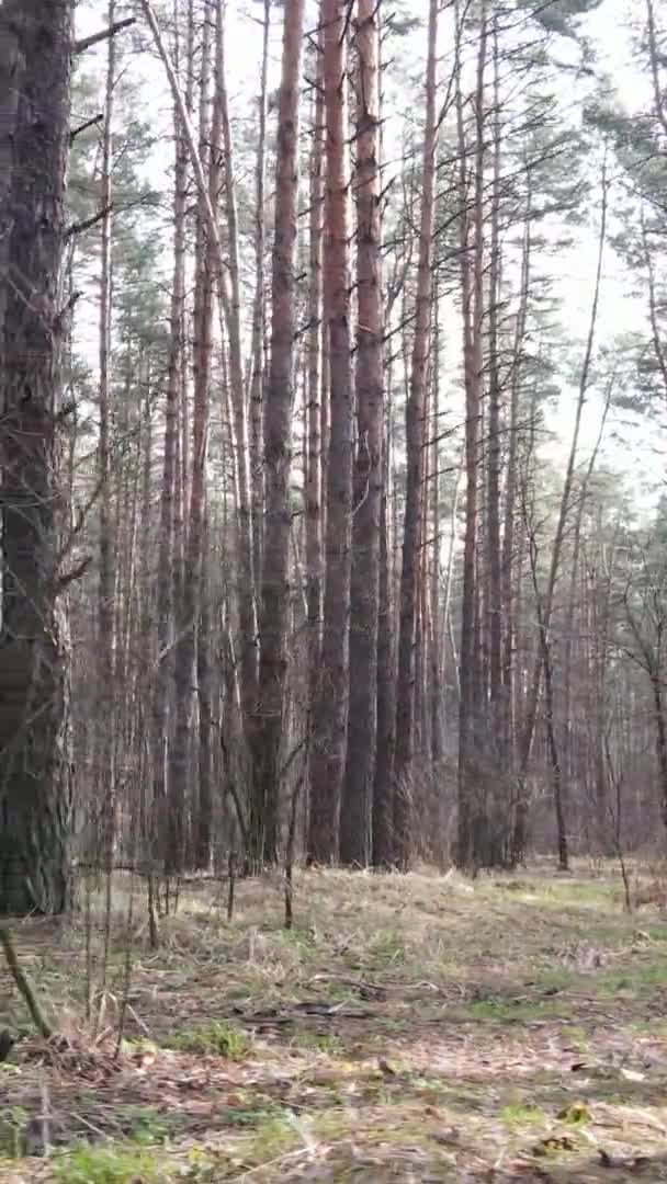 Vertikal video av träd i tallskog, slow motion — Stockvideo