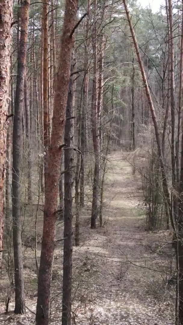 Vertical video of trees in a pine forest, slow motion — Stock Video