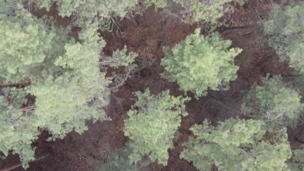 Κατακόρυφο βίντεο από δέντρα σε πευκοδάσος, αργή κίνηση — Αρχείο Βίντεο
