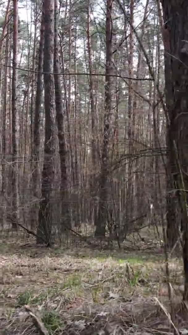 Вертикальне відео дерев у сосновому лісі, повільний рух — стокове відео