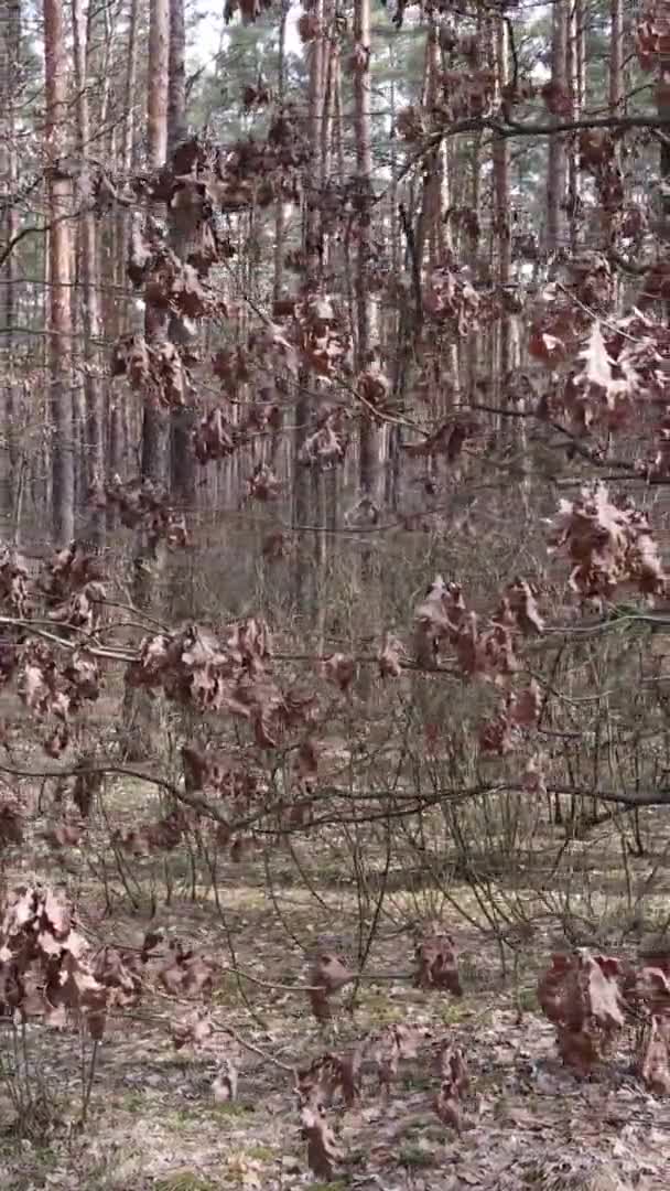 Vertikales Video von Bäumen in einem Kiefernwald, Zeitlupe — Stockvideo