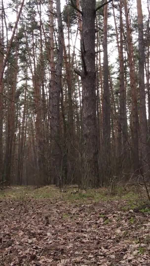 Vidéo verticale d'arbres dans une pinède, au ralenti