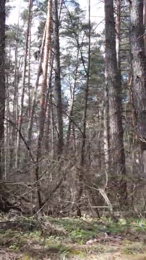 Vertikales Video von Bäumen in einem Kiefernwald, Zeitlupe — Stockvideo