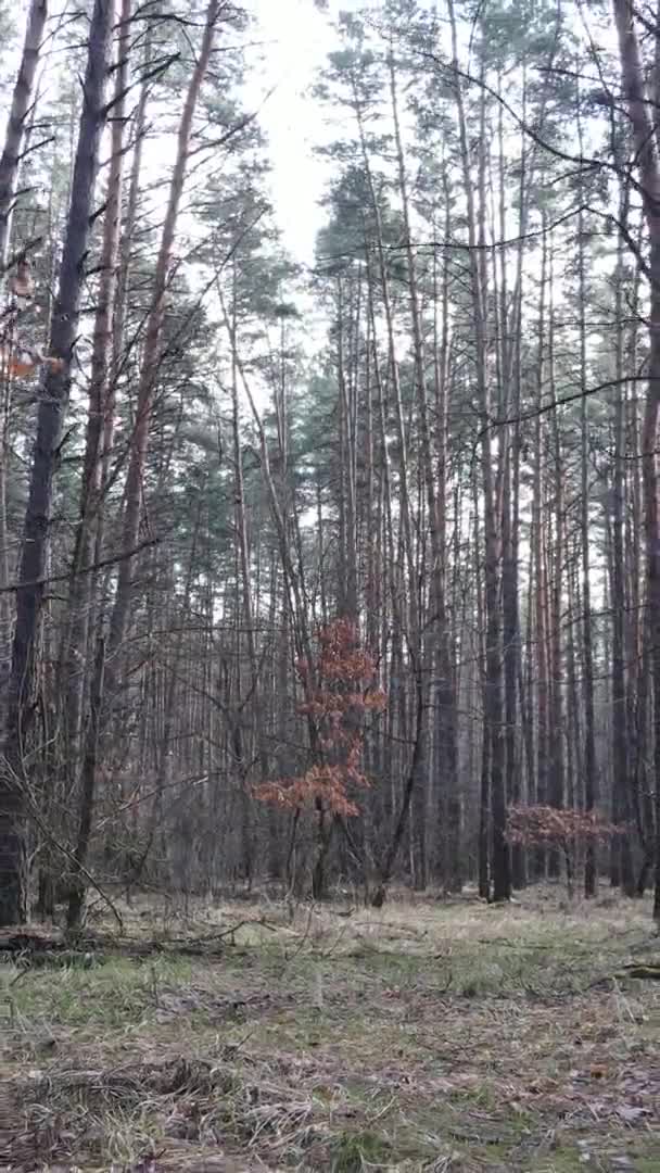 Vídeo vertical de árboles en un bosque de pinos, cámara lenta — Vídeos de Stock