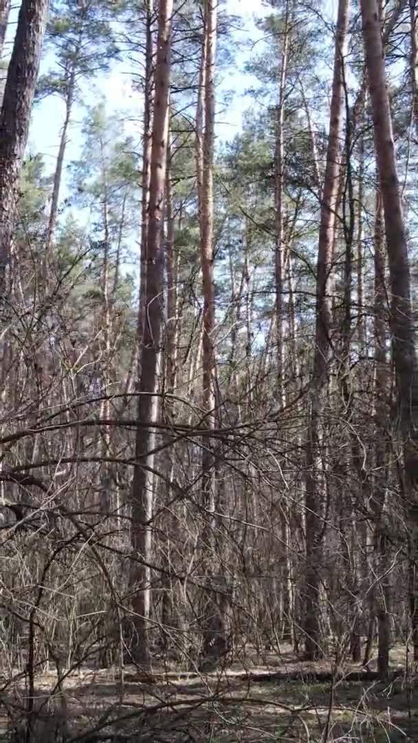 Függőleges videó fákról egy fenyőerdőben, lassított felvétel — Stock videók