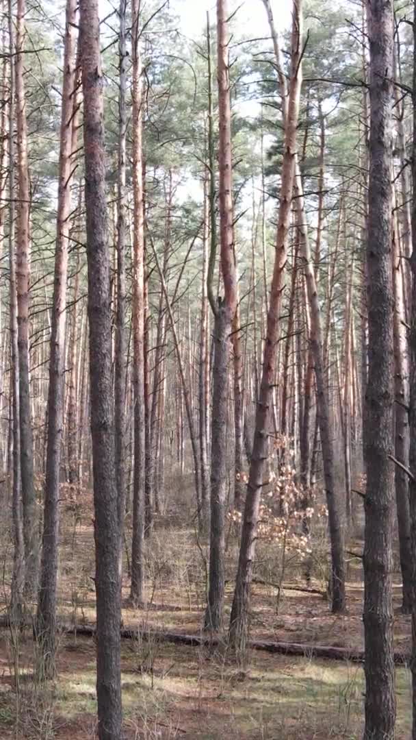 Vertikal video av träd i tallskog, slow motion — Stockvideo