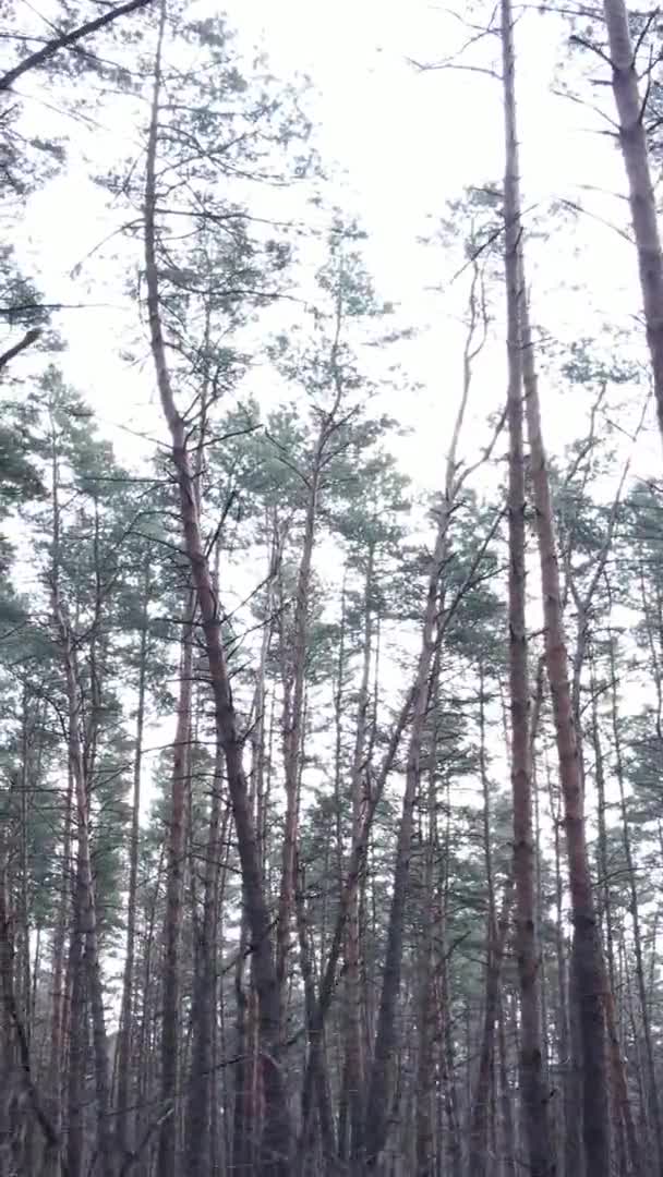 Vertikales Video von Bäumen in einem Kiefernwald, Zeitlupe — Stockvideo