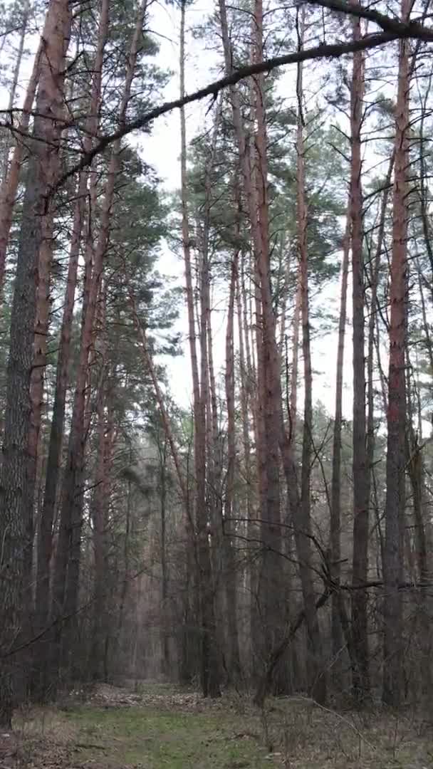Vidéo verticale d'arbres dans une pinède, au ralenti