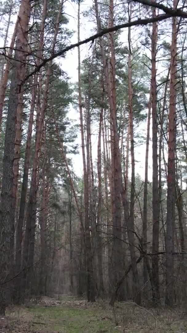 소나무 숲 속 의나무들의 수직 영상, 느린 동작 — 비디오