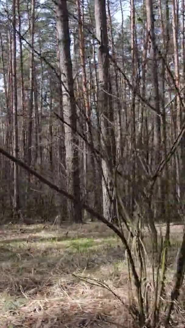 Κατακόρυφο βίντεο από δέντρα σε πευκοδάσος, αργή κίνηση — Αρχείο Βίντεο