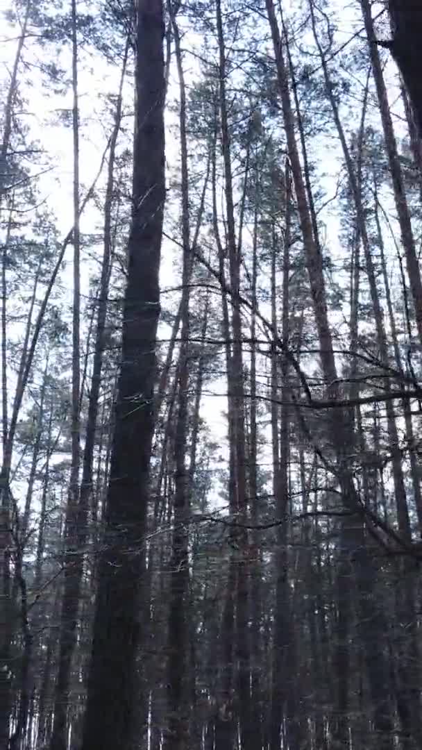 Vídeo vertical de árvores em uma floresta de pinheiros, câmera lenta — Vídeo de Stock