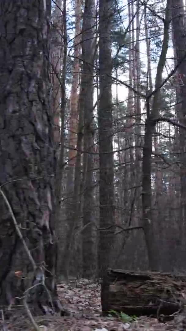 Vídeo vertical de árvores em uma floresta de pinheiros, câmera lenta — Vídeo de Stock