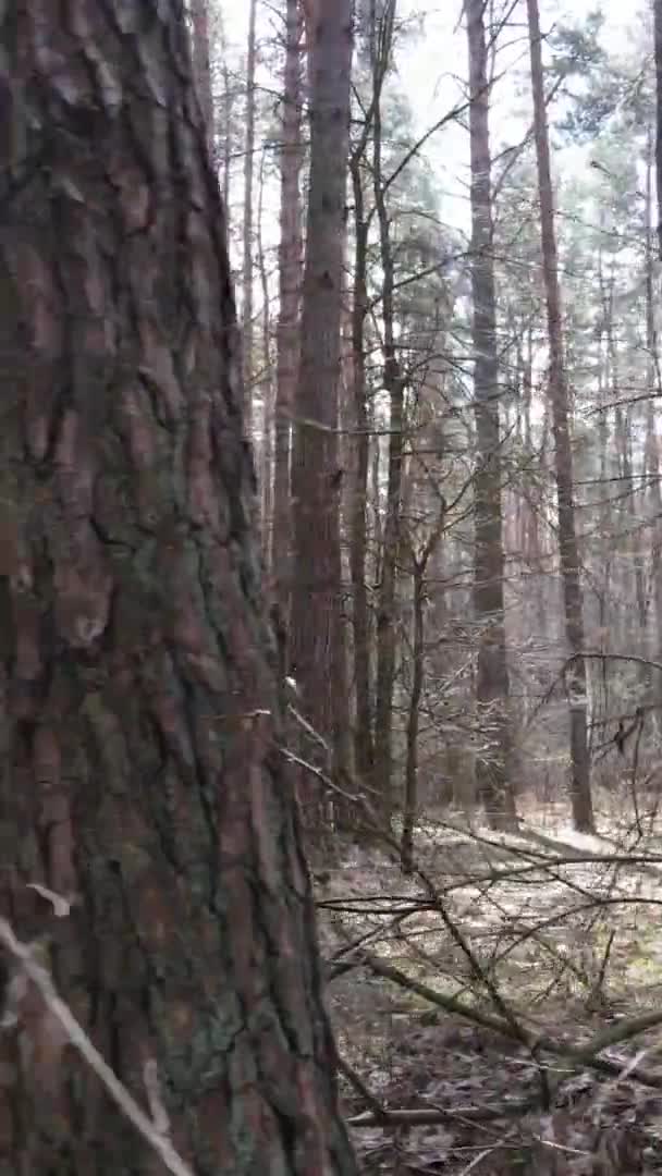 Vídeo vertical de árvores em uma floresta de pinheiros, câmera lenta — Vídeo de Stock