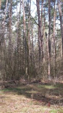 Çam ormanındaki ağaçların dikey videosu, yavaş çekim.