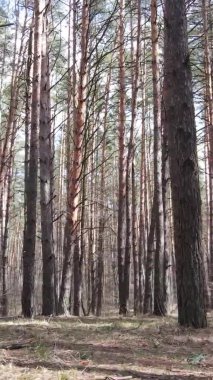 Çam ormanındaki ağaçların dikey videosu, yavaş çekim.