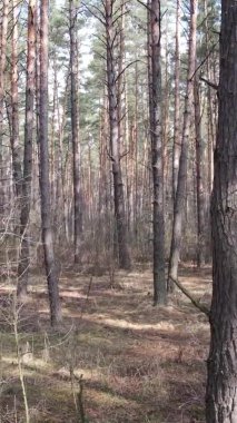 Çam ormanındaki ağaçların dikey videosu, yavaş çekim.