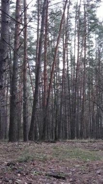 Çam ormanındaki ağaçların dikey videosu, yavaş çekim.