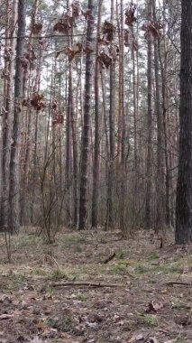 Çam ormanındaki ağaçların dikey videosu, yavaş çekim.