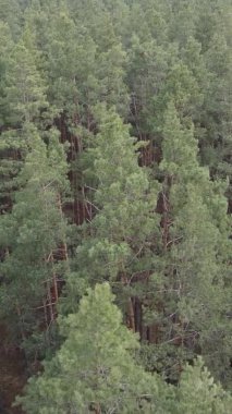 Çam ormanındaki ağaçların dikey videosu, yavaş çekim.