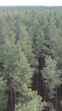 Çam ormanındaki ağaçların dikey videosu, yavaş çekim.