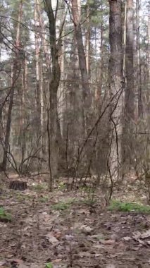 Çam ormanındaki ağaçların dikey videosu, yavaş çekim.