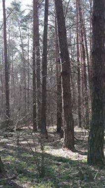 Çam ormanındaki ağaçların dikey videosu, yavaş çekim.