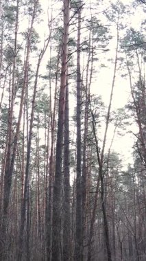 Çam ormanındaki ağaçların dikey videosu, yavaş çekim.