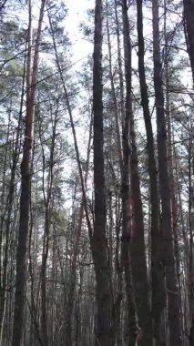Çam ormanındaki ağaçların dikey videosu, yavaş çekim.