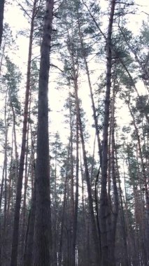 Çam ormanındaki ağaçların dikey videosu, yavaş çekim.