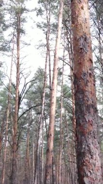 Çam ormanındaki ağaçların dikey videosu, yavaş çekim.