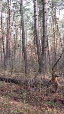 Çam ormanındaki ağaçların dikey videosu, yavaş çekim.