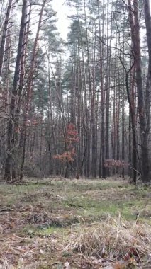 Çam ormanındaki ağaçların dikey videosu, yavaş çekim.