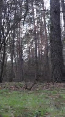 Çam ormanındaki ağaçların dikey videosu, yavaş çekim.