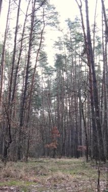 Çam ormanındaki ağaçların dikey videosu, yavaş çekim.