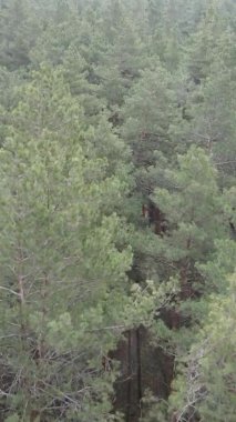 Çam ormanındaki ağaçların dikey videosu, yavaş çekim.