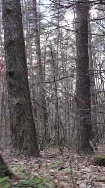 Çam ormanındaki ağaçların dikey videosu, yavaş çekim.