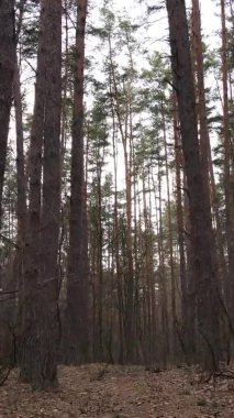 Çam ormanındaki ağaçların dikey videosu, yavaş çekim.