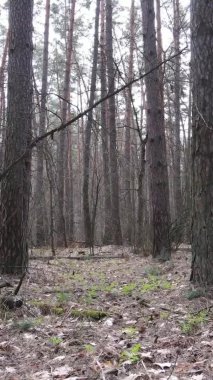 Çam ormanındaki ağaçların dikey videosu, yavaş çekim.