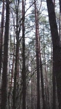 Çam ormanındaki ağaçların dikey videosu, yavaş çekim.