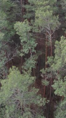 Çam ormanındaki ağaçların dikey videosu, yavaş çekim.