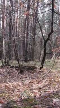 Çam ormanındaki ağaçların dikey videosu, yavaş çekim.