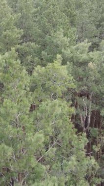 Çam ormanındaki ağaçların dikey videosu, yavaş çekim.