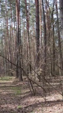 Çam ormanındaki ağaçların dikey videosu, yavaş çekim.