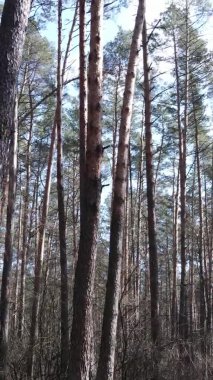 Çam ormanındaki ağaçların dikey videosu, yavaş çekim.