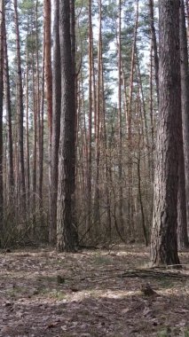 Çam ormanındaki ağaçların dikey videosu, yavaş çekim.